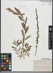 Foto von Salix purpurea L. x Salix repens L.